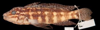 Media type: image;   Ichthyology 48013 Aspect: lateral,description